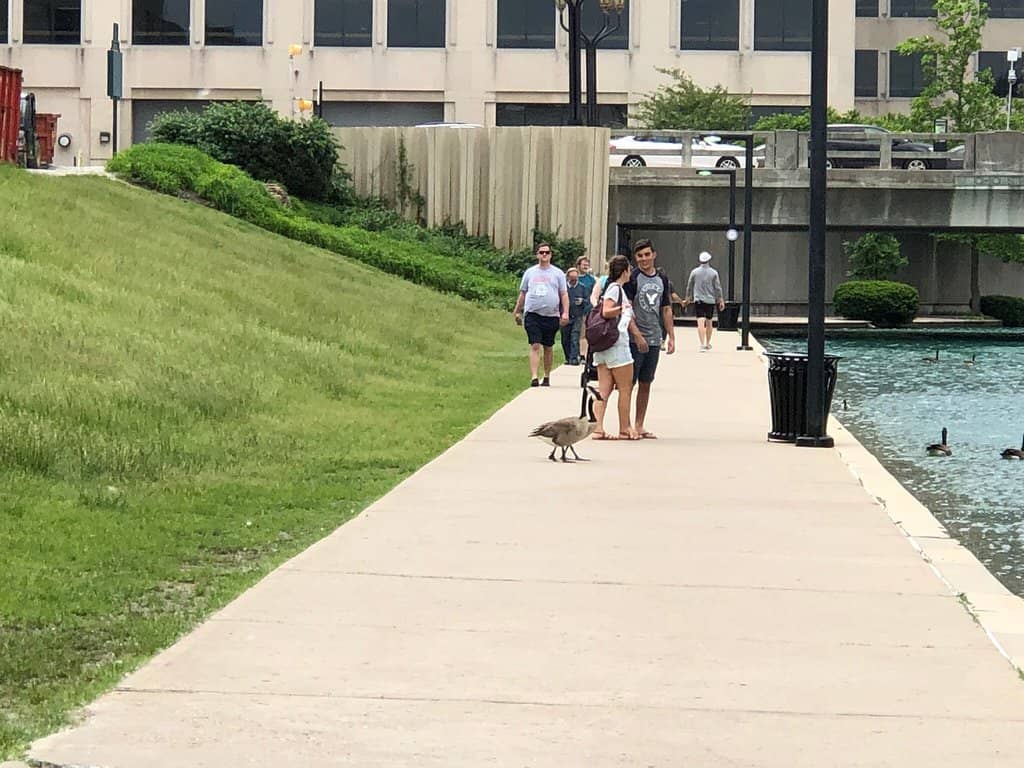 Public Art Installations