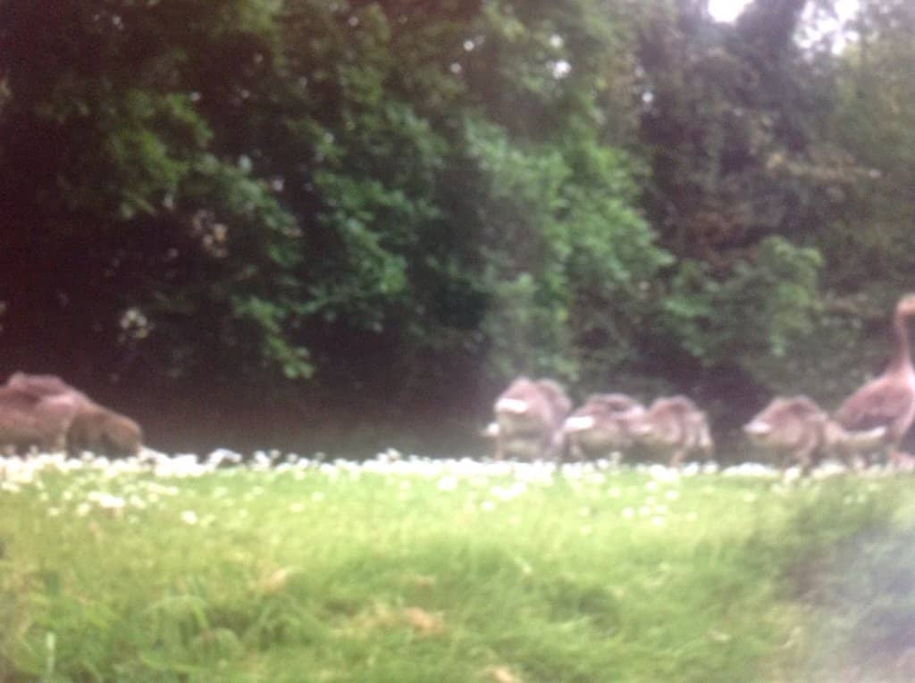 Diverse Wildlife
