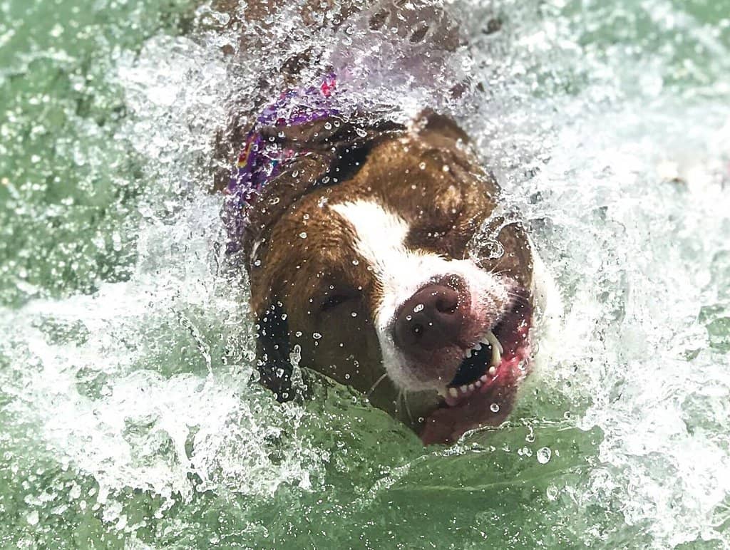 Dog-Friendly Beach Access