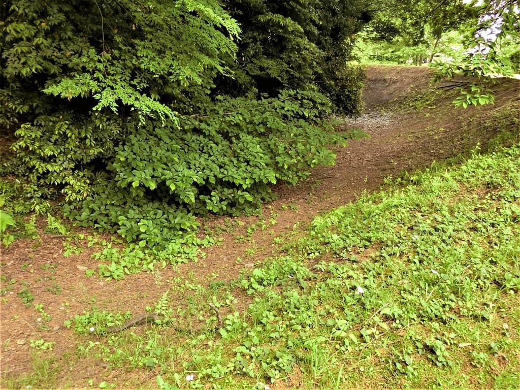 Aquatic Plant Garden