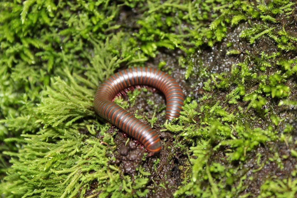 Upper Falls Scramble