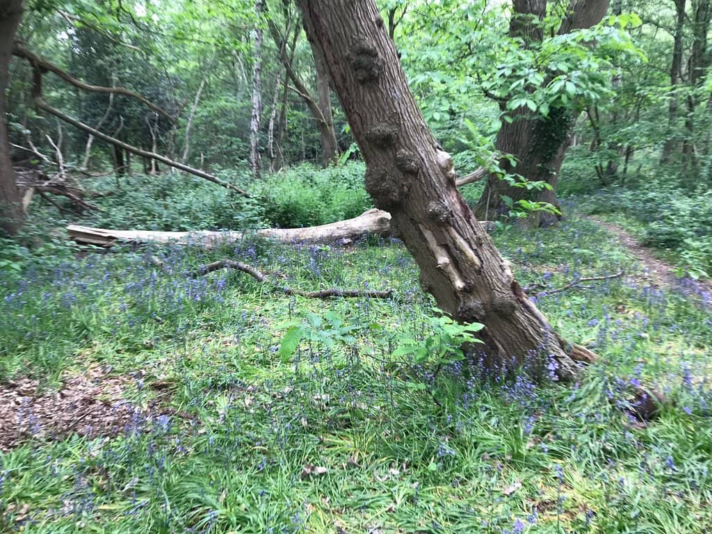Majestic Great Oaks