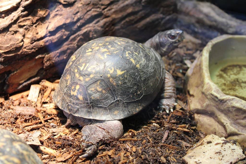 Scenic Walking Trails