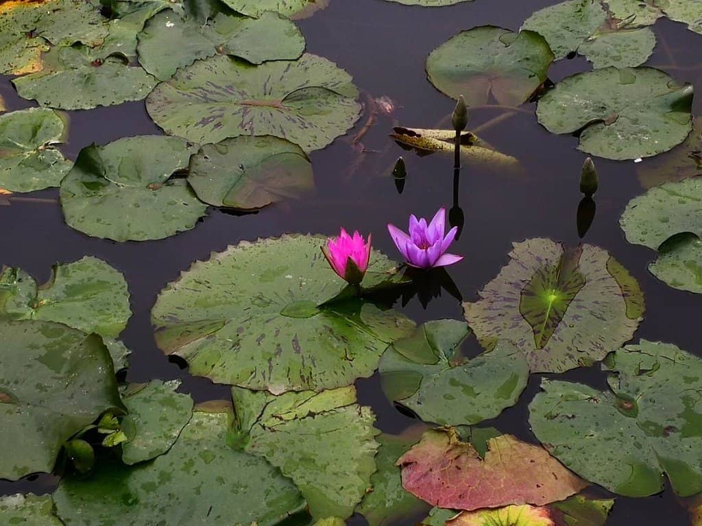 Children's Play Area