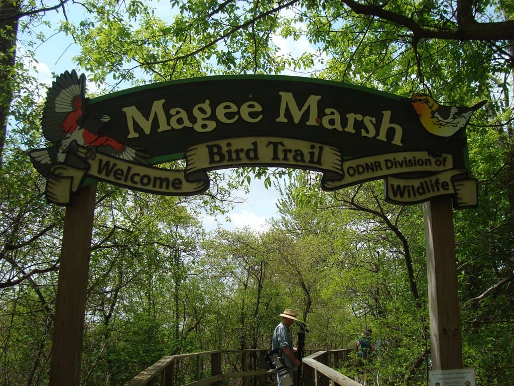 Biggest Week in American Birding