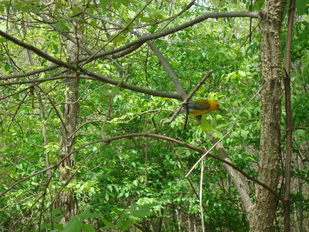 Bird Banding Demonstrations