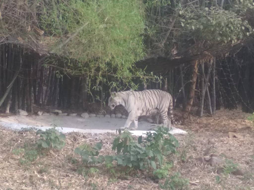 Deodar Tree Lined Trails