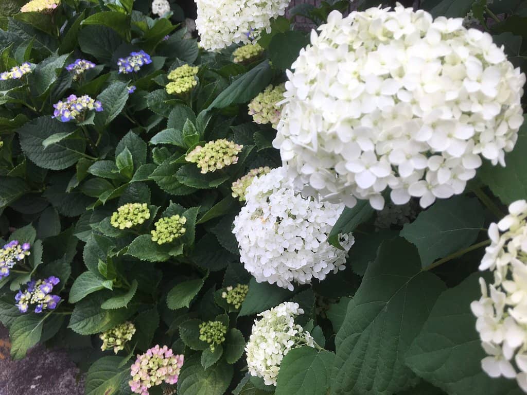 Hydrangea-Themed Charms