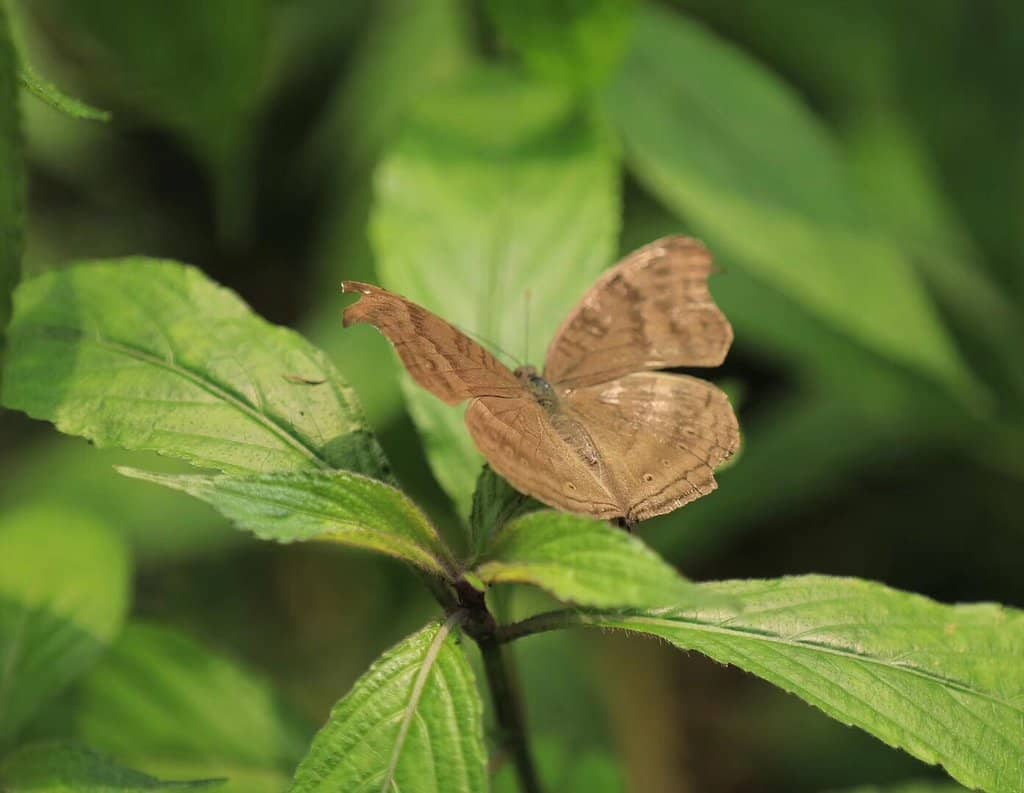 Butterfly Garden