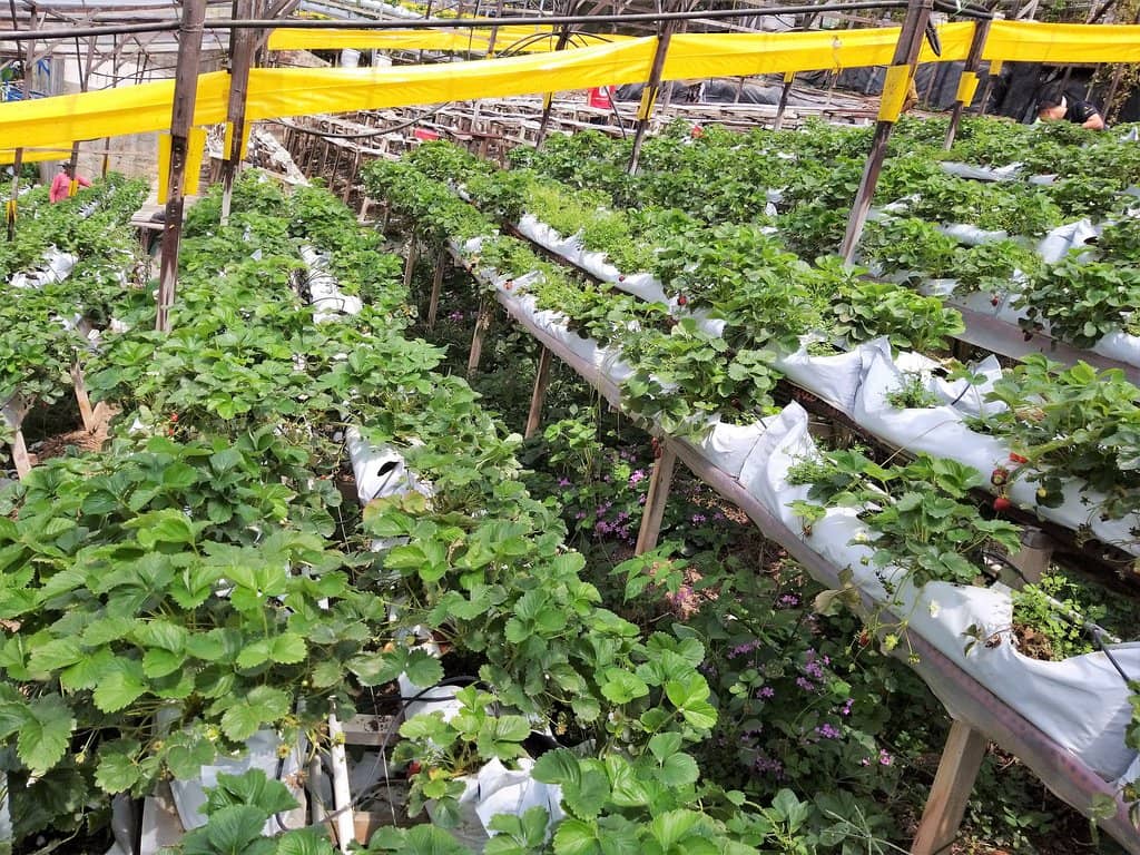 Strawberry Milkshake