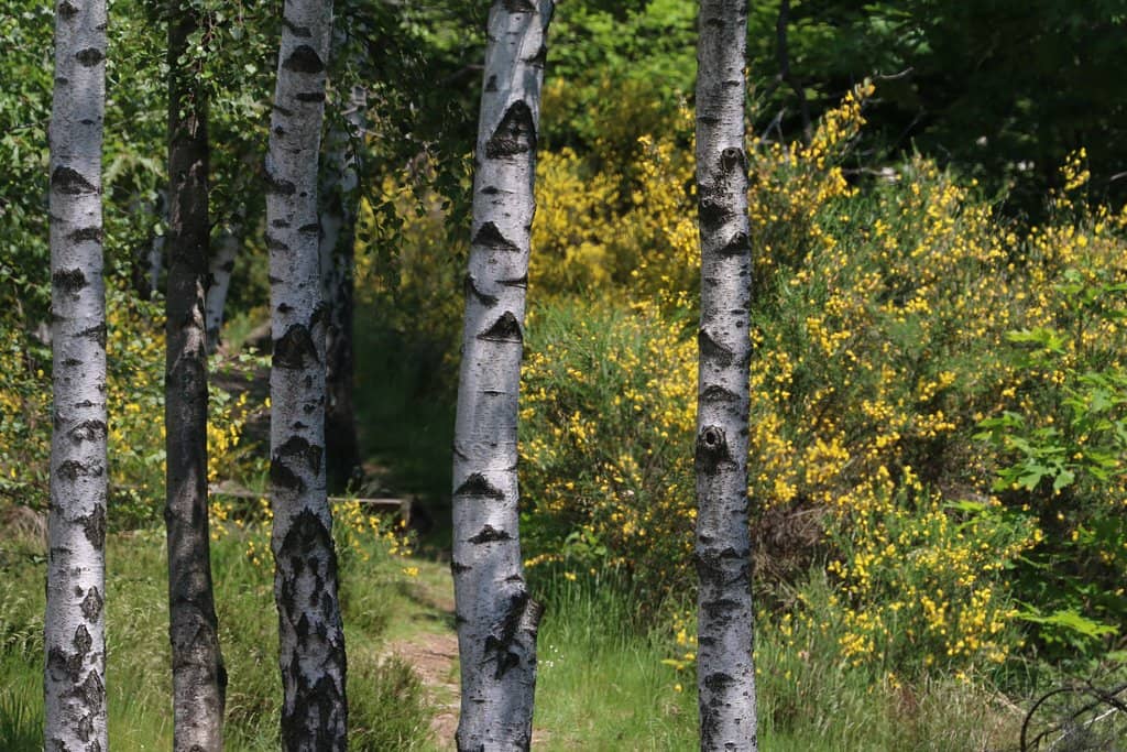 Tranquil Lake and Greenery