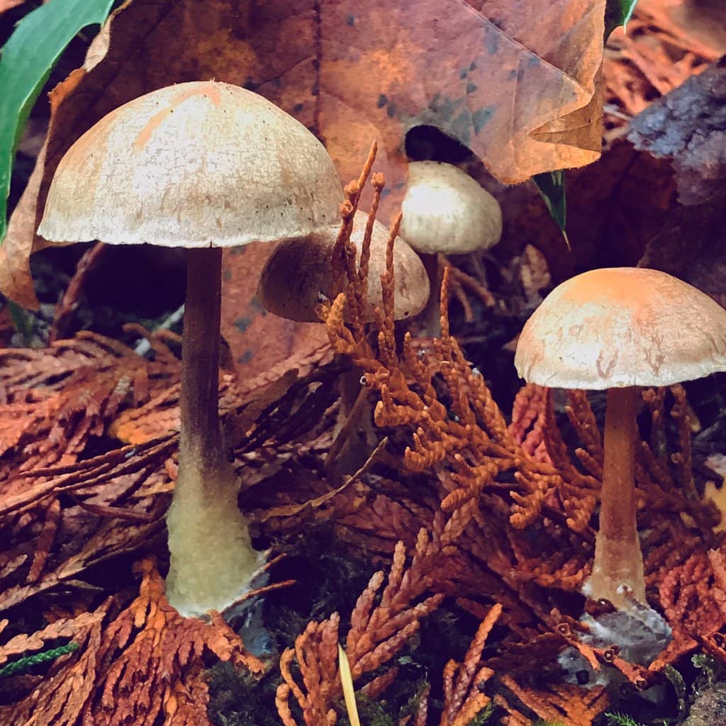 Mountain Biking Trails