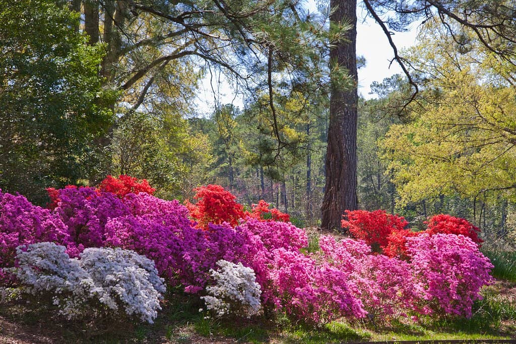 Butterfly Garden