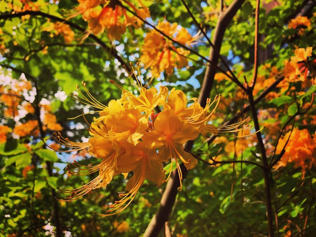 Treehouse Trampoline