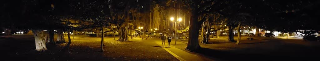 The Majestic Banyan Tree
