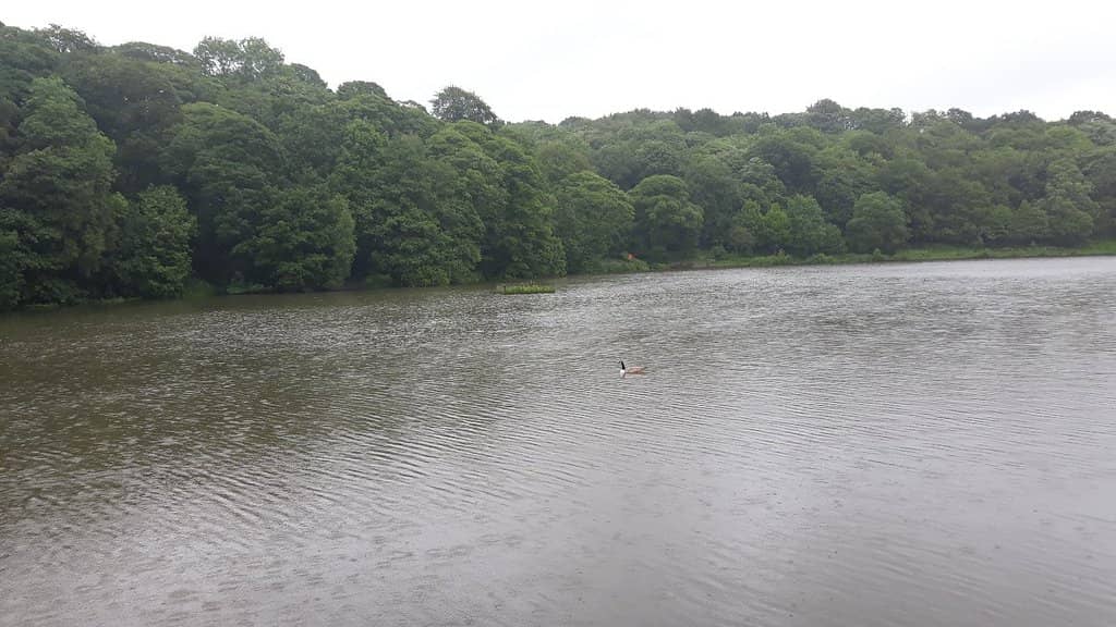 Duck Pond