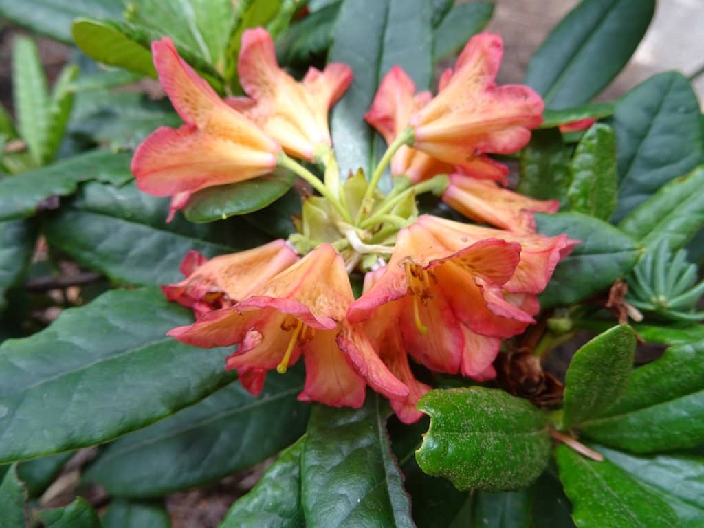 Rhododendron Blooms