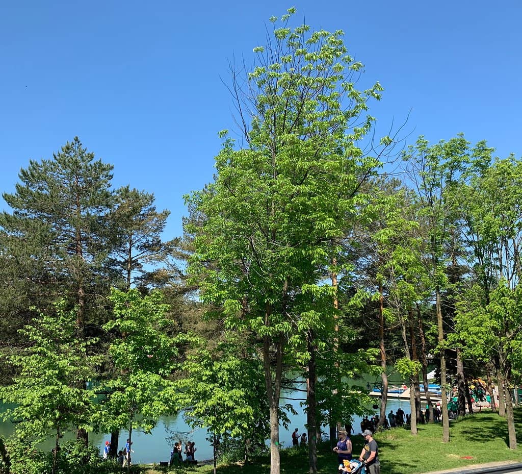 Vertical photo