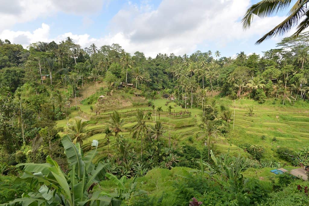 Lush Green Rice Terraces