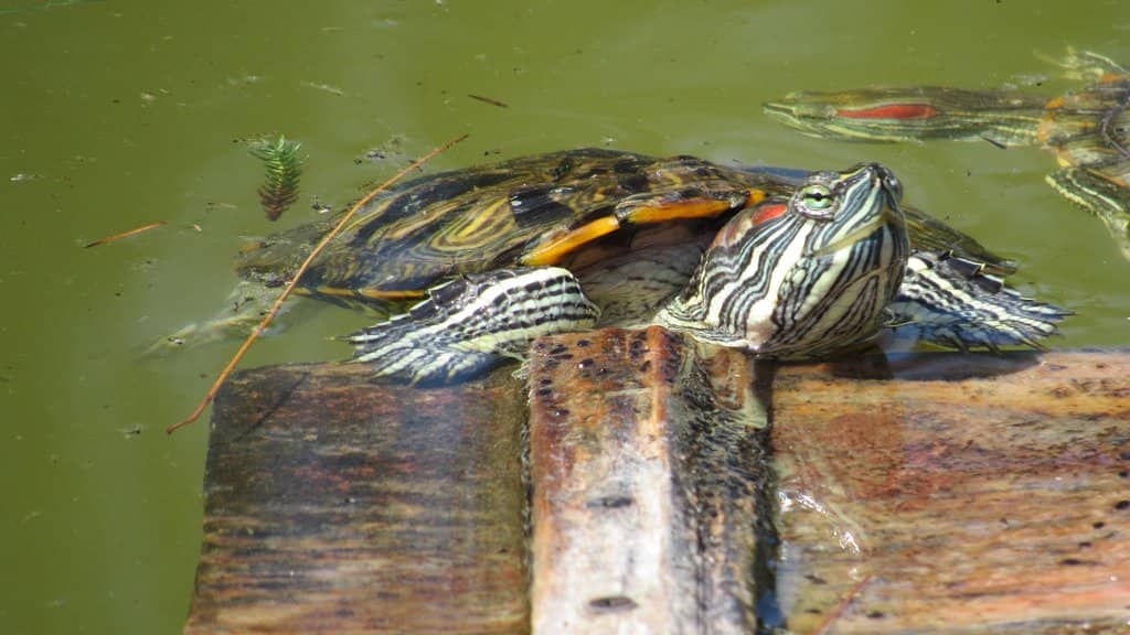 Close-Up Animal Encounters