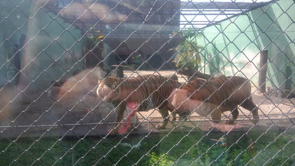 Diverse Animal Habitats