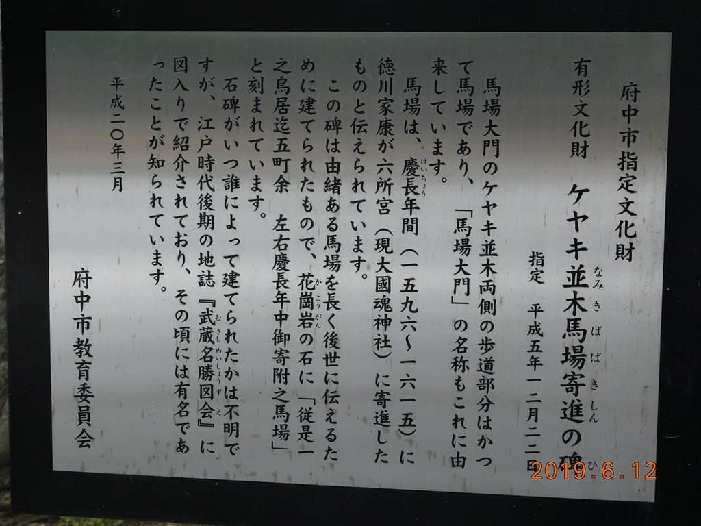 Ancient Zelkova Trees