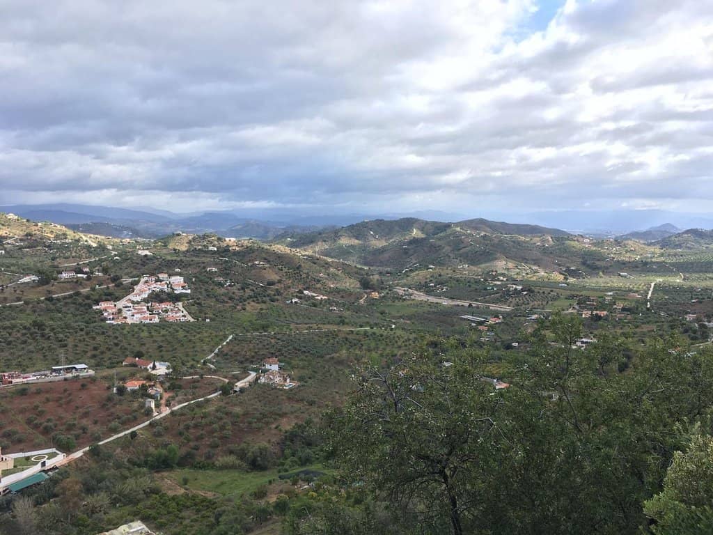 Ancient Olive Grove
