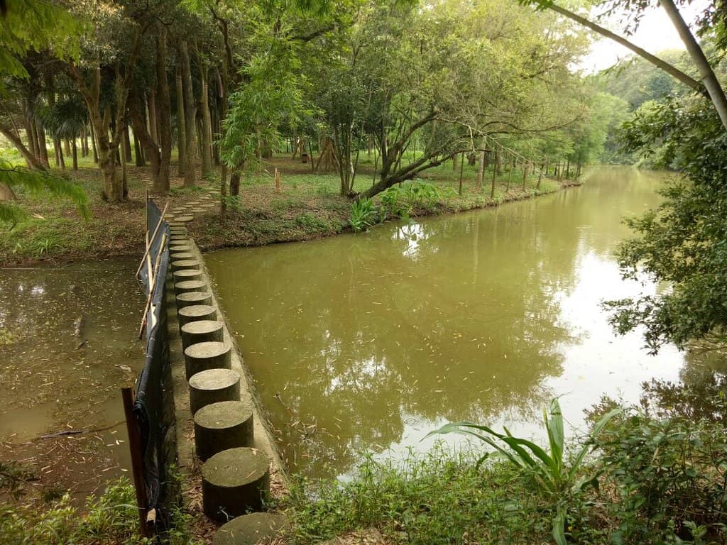 Cherry Blossom Spectacle