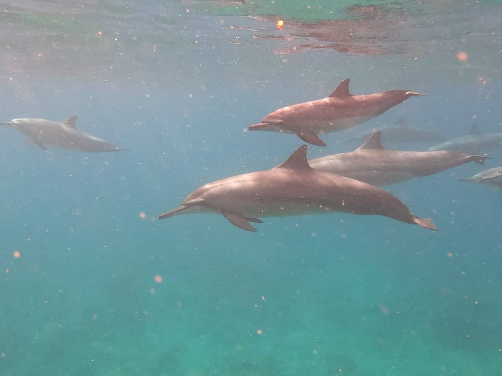 Shoreline Snorkeling