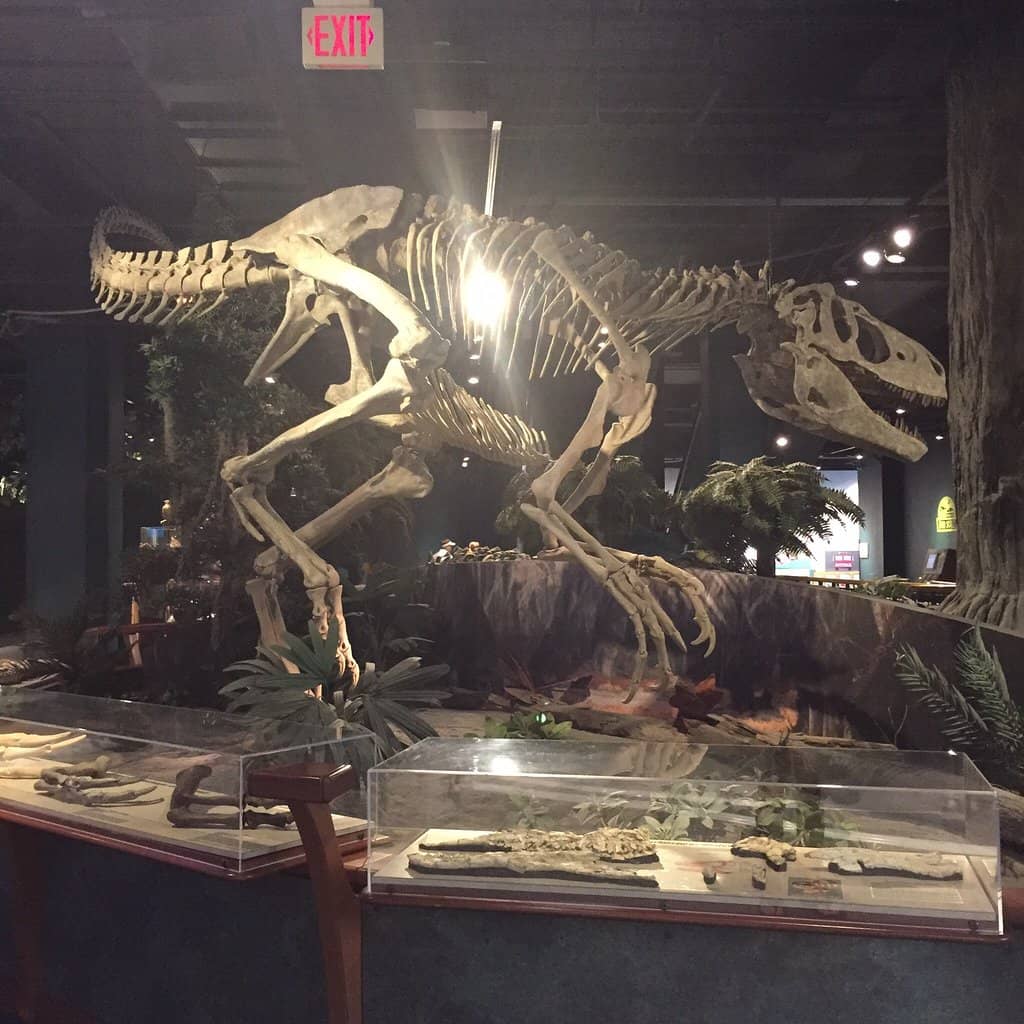 Dinosaur Fossils