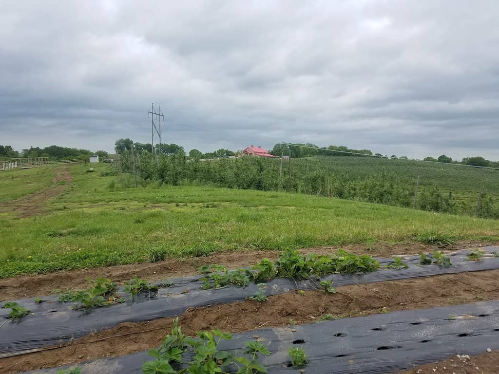 Vibrant Wildflower Gardens