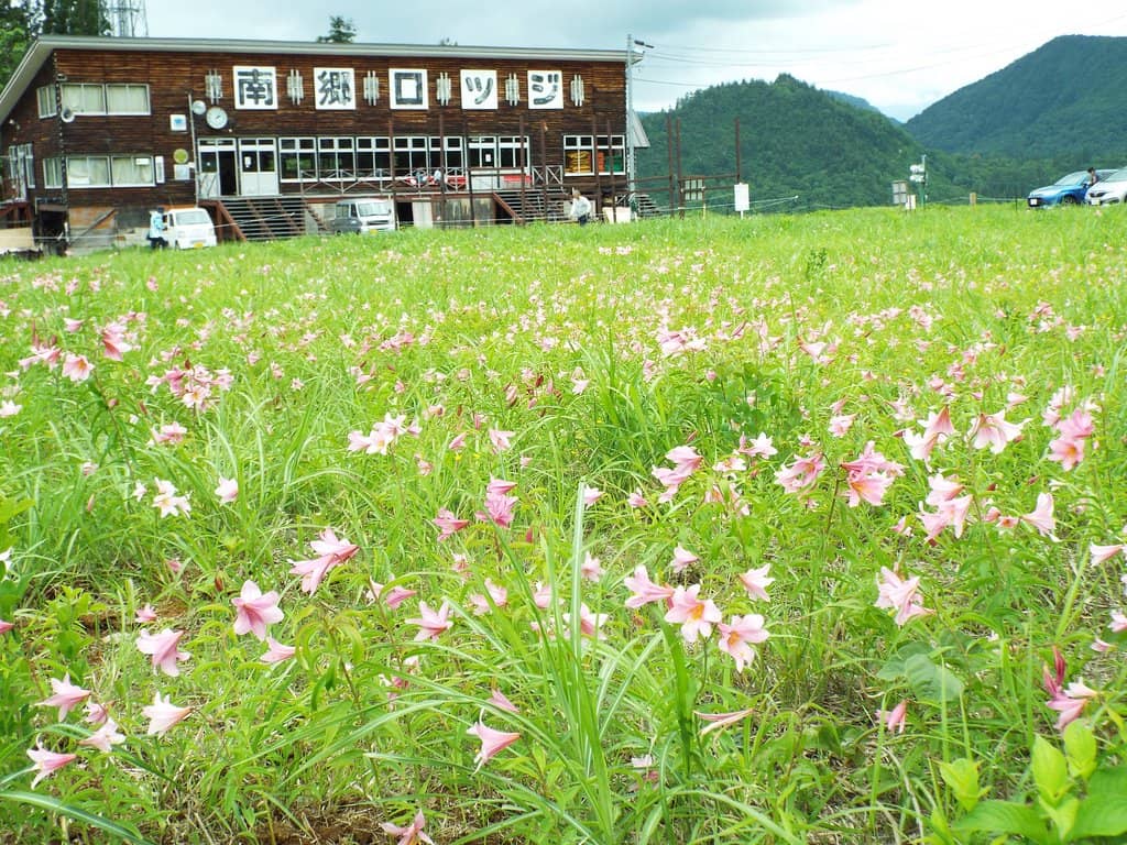 Hime-sayuri Lily Fields