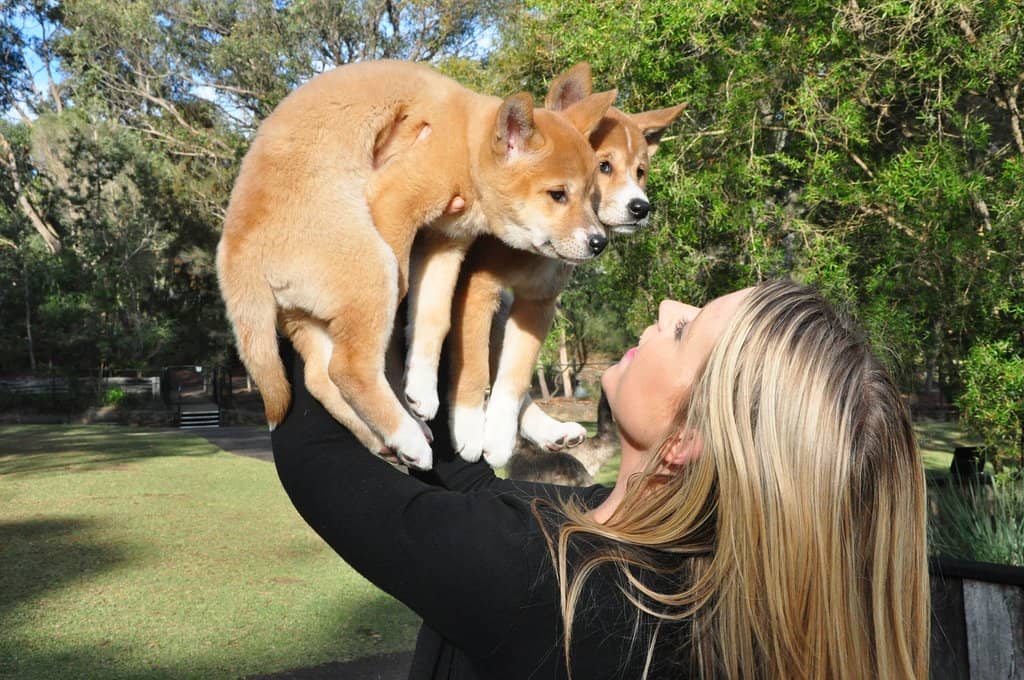 Venom Milking Program