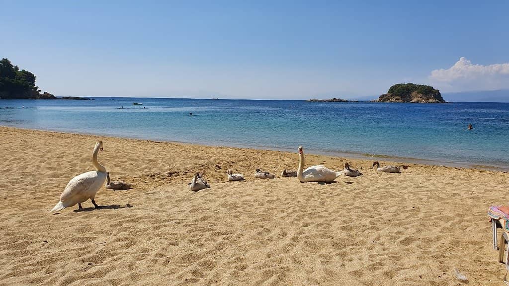 Unique Swan Sightings