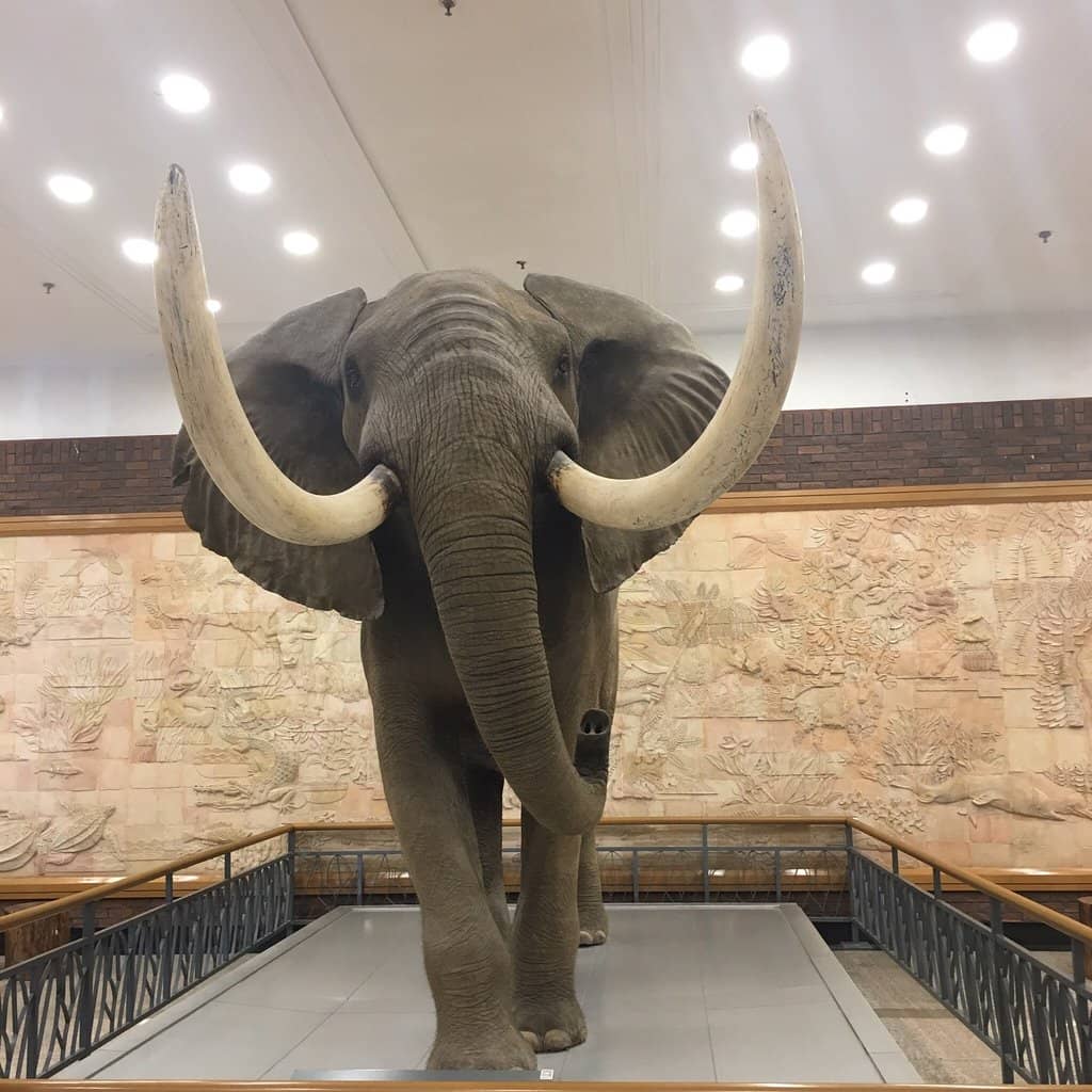 Dinosaur Discoveries