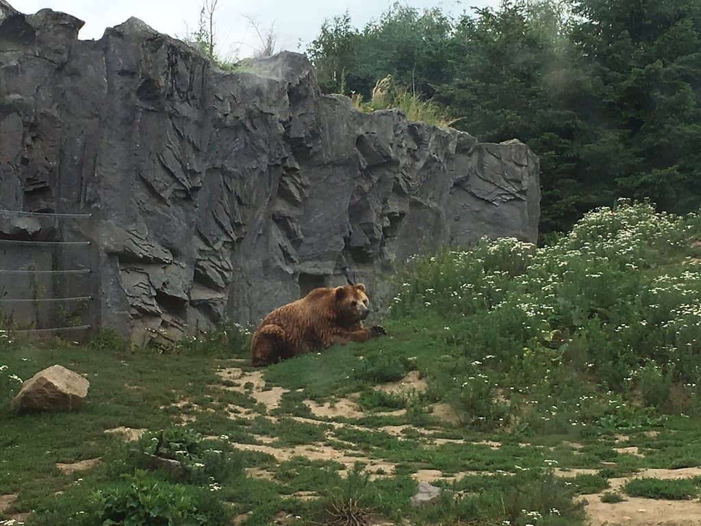 Asian Wilderness