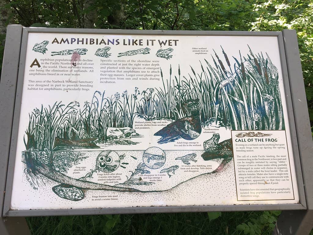 Peaceful Nature Walks