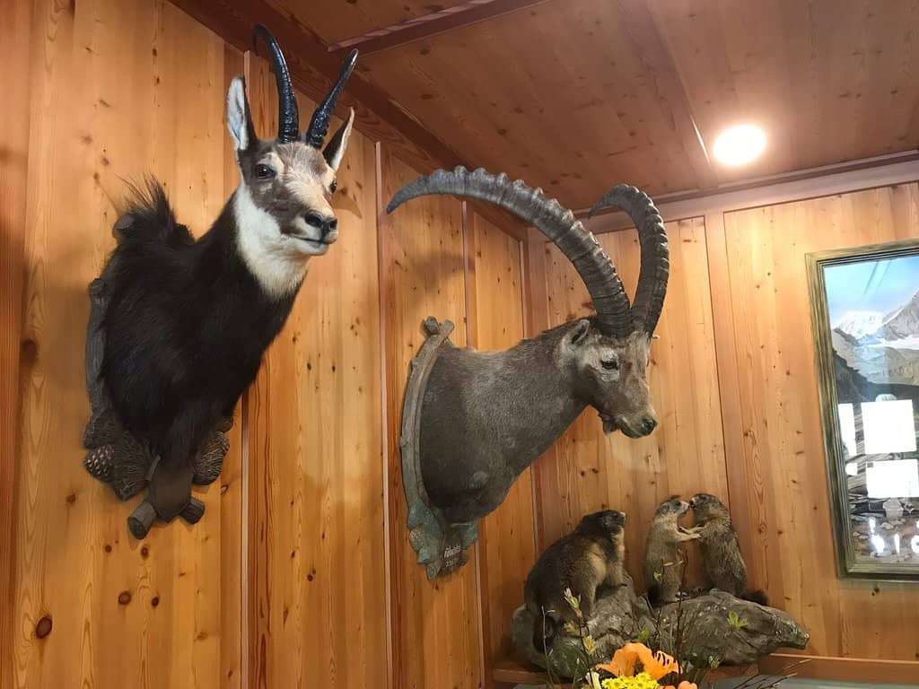 Alpine Terrace Views