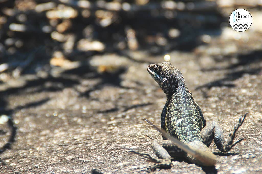 Hang Gliding Launch Point