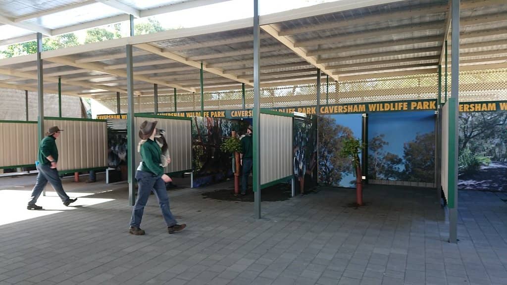Koala Encounters