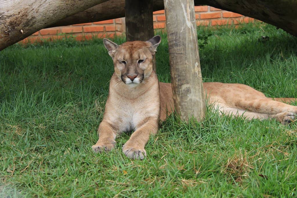 Rescued Wildlife Encounters