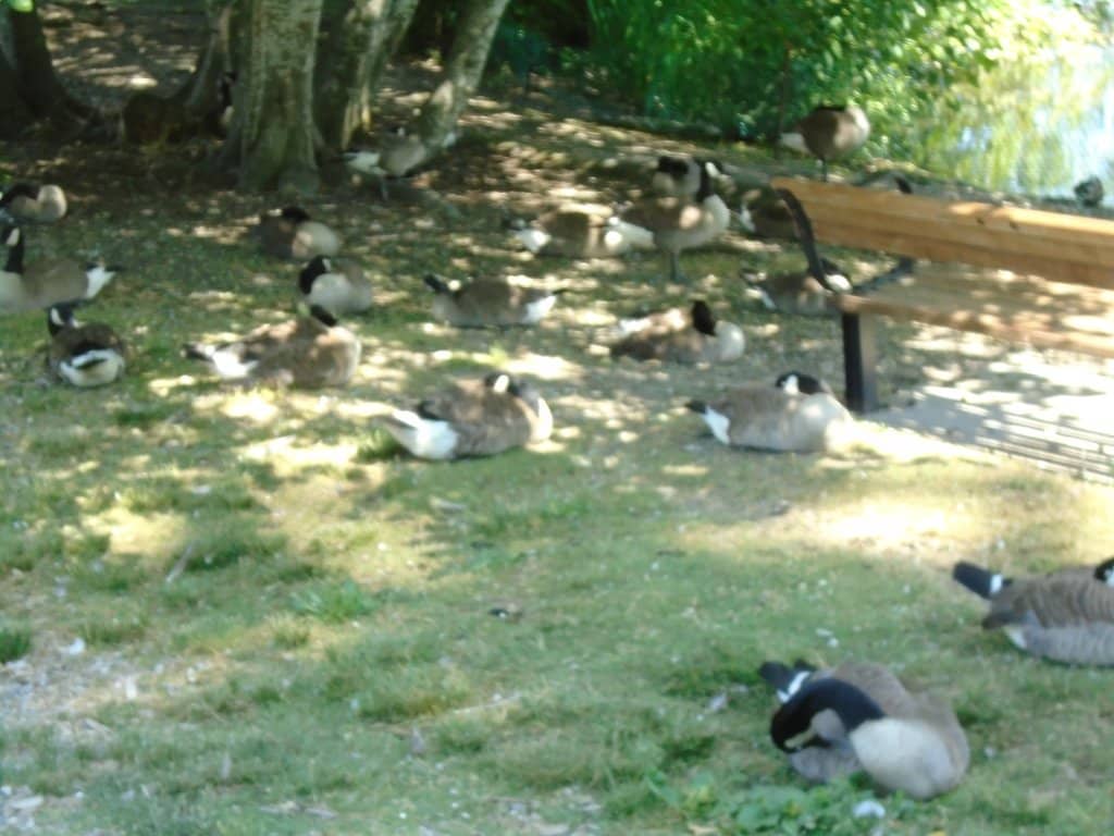 Children's Playground