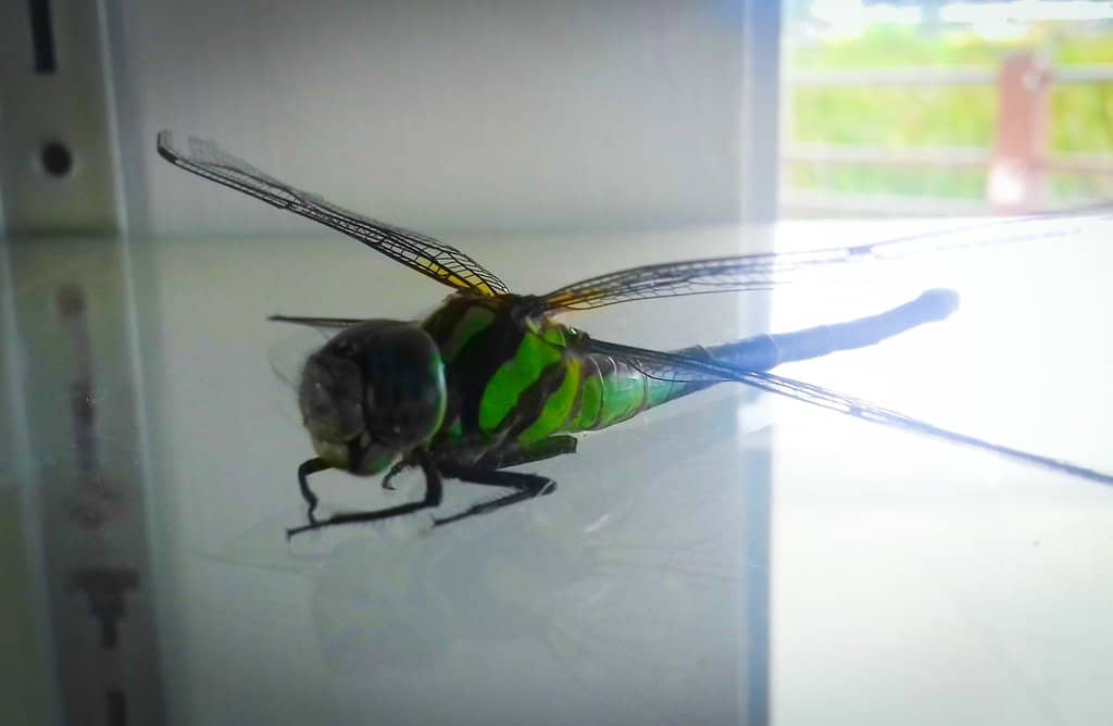 Green Spaces and Trails