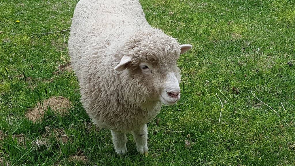 East Sea Observatory