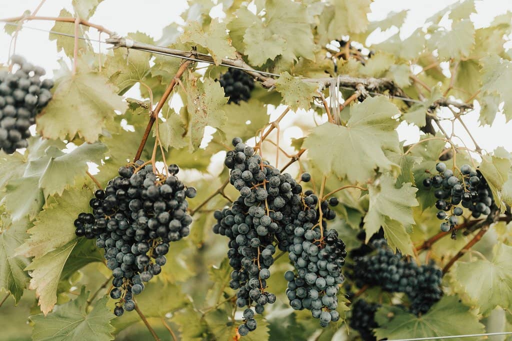 Scenic Vineyard Views