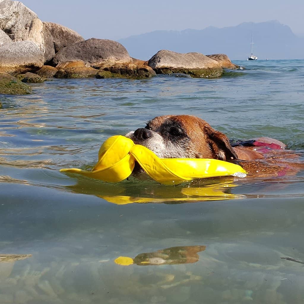 Doggy Dip Zone