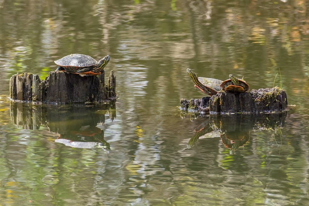 Connected Trail System