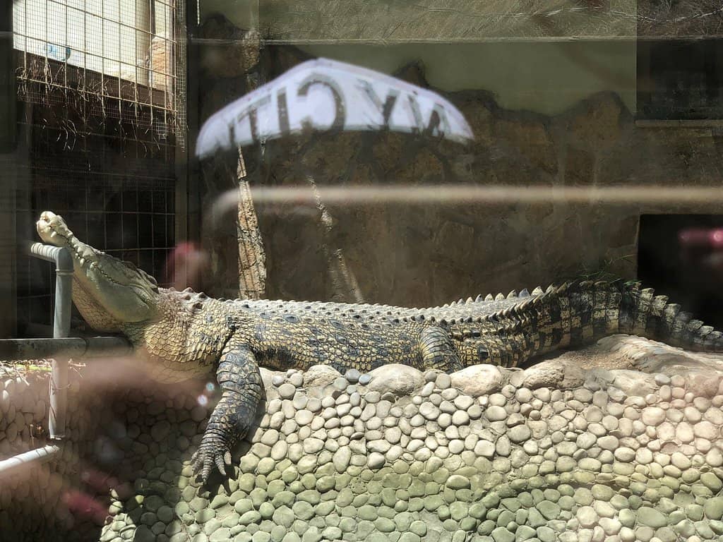 Aviary and Reptile House