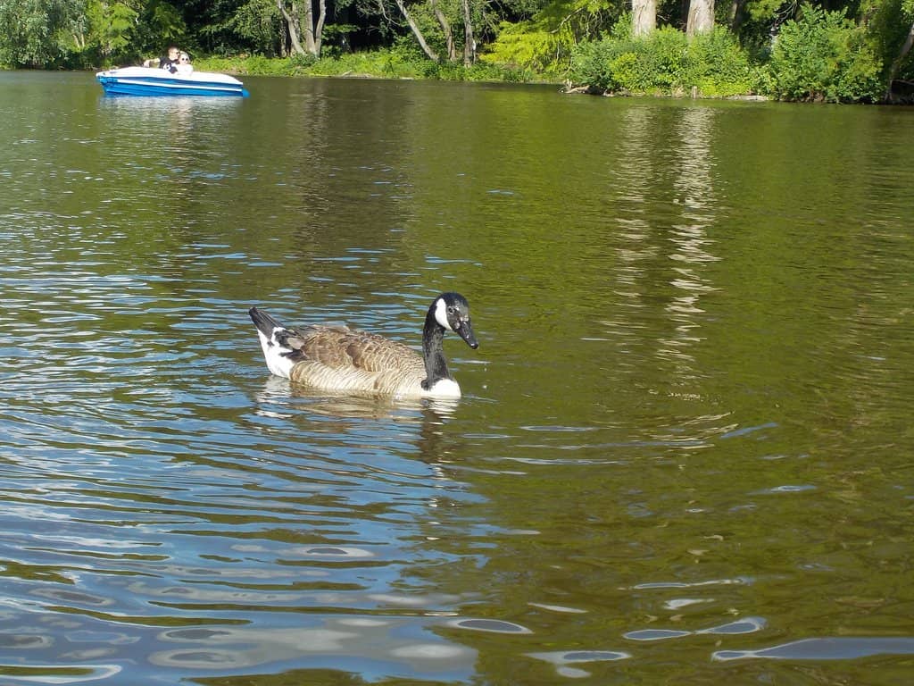 Steinbrücker Teich Lake