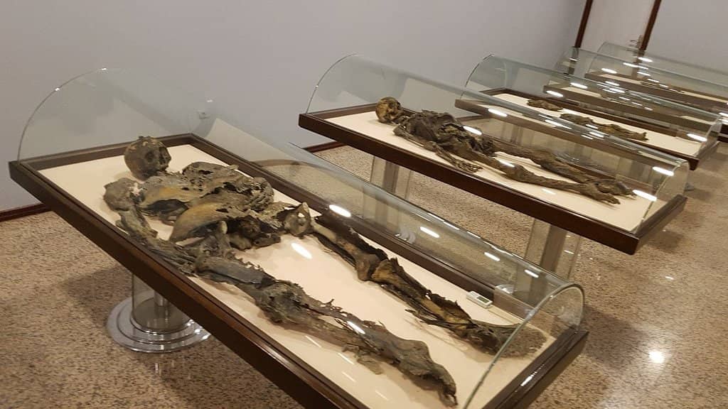 Fossils